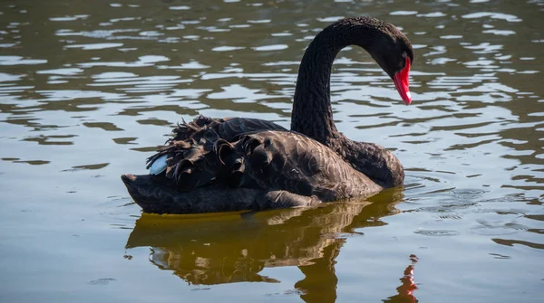Hermoso Cisne Negro Está Nadando Estanque Fotografía Viaje — Foto de Stock