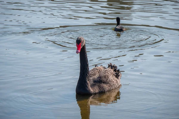 Hermosos Cisnes Negros Nadando Estanque — Foto de Stock