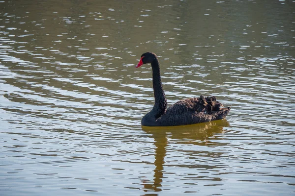 Hermoso Cisne Negro Está Nadando Estanque Fotografía Viaje — Foto de Stock