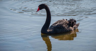 Leeds Castle İngiltere - Kent, İngiltere - 27 Şubat 2019'adlı ünlü Siyah Kuğu