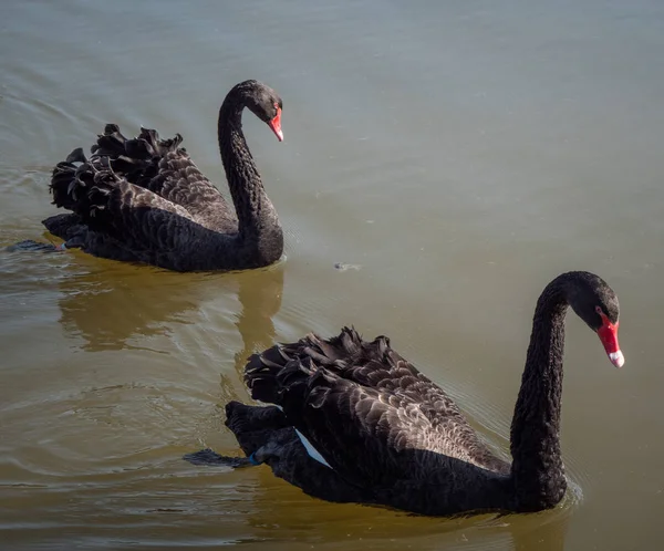 Cisnes Negros Famosos Castillo Leeds Inglaterra Kent Inglaterra Febrero 2019 — Foto de Stock