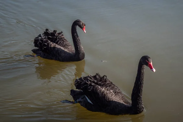 Los Famosos Cisnes Negros Castillo Leeds Inglaterra Kent Inglaterra Febrero — Foto de Stock