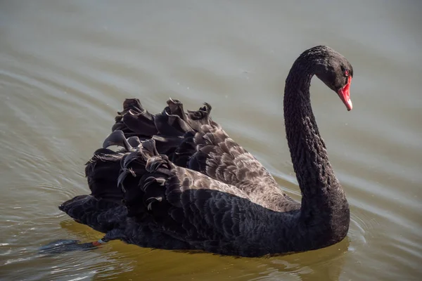 Famous Black Swans Leeds Castle England Kent England February 2019 — Stock Photo, Image