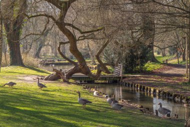 Leeds Castle İngiltere - Kent, İngiltere - 27 Şubat 2019'güzel bahçeleri