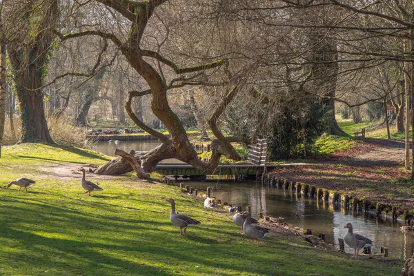 Schöne Gärten Von Leeds Schloss England Kent England Februar 2019 — Stockfoto