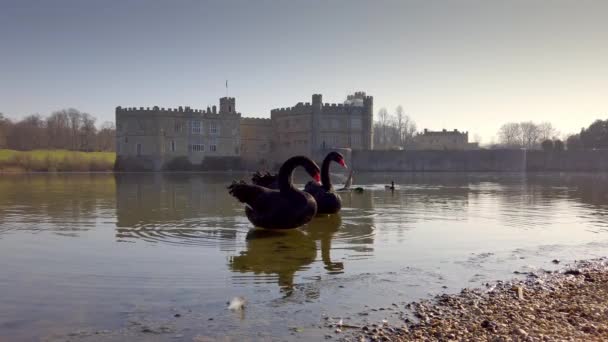 Den berömda svarta svanar på Leeds Castle i England — Stockvideo