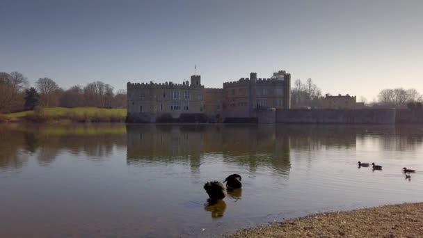 Die berühmten schwarzen schwäne auf leeds castle in england — Stockvideo