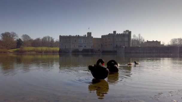 Slavné černé labutě na zámku v Leeds v Anglii — Stock video