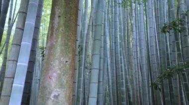 Japonya bir bambu ormanda yürürken