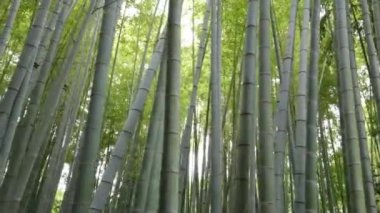 Bambu orman Japonya - eğlence için harika bir yer