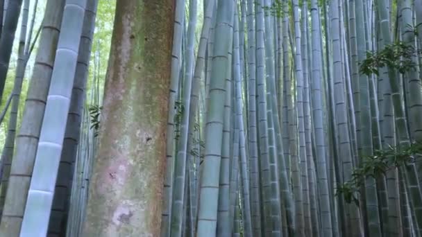 Japonya bir bambu ormanda yürürken — Stok video
