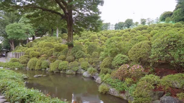 Nezu Jinja szentély - a híres Shinto szentély Tokióban Bunkyo — Stock videók