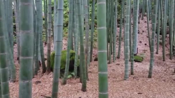 Spaziergang durch einen bambuswald in japan — Stockvideo