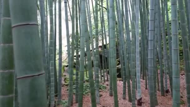Csodálatos széles szög kilátás nyílik a bambusz erdő, Kamakura — Stock videók