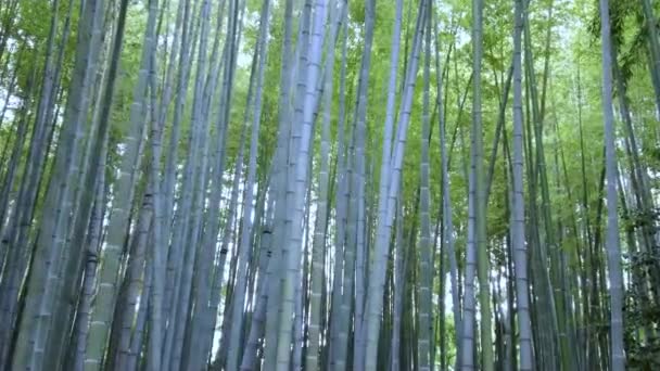 Bosque de bambú en Japón - un lugar maravilloso para la recreación — Vídeo de stock