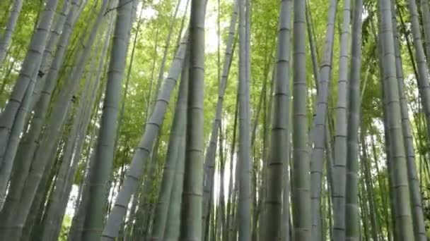 Bosque de bambú en Japón - un lugar maravilloso para la recreación — Vídeo de stock