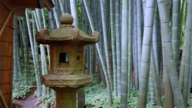 Japonya bir bambu ormanda yürürken