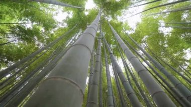 Kamakura bambu ormanında inanılmaz geniş açı bakış