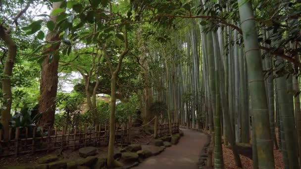 Spaziergang durch einen bambuswald in japan — Stockvideo