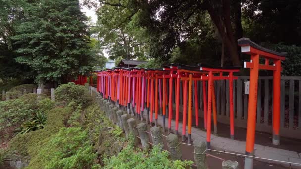 Tokyo 'daki Nezu Jinja Tapınağı' nda kırmızı kapılarla kaplı etkileyici bir yol. — Stok video