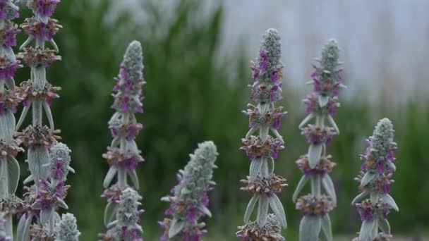 Prachtige bloemen bij Lake Kawaguchiko in Japan — Stockvideo