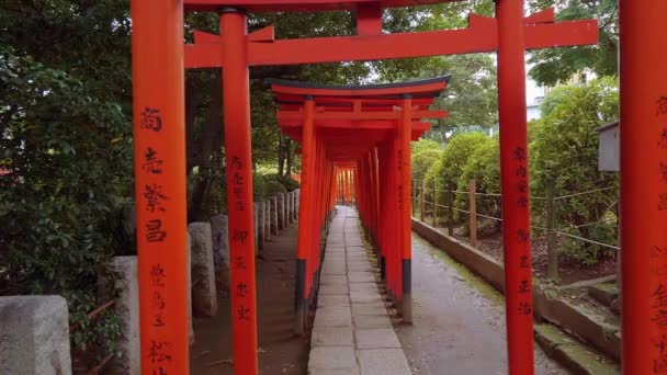 Impressive path covered by red gates at Nezu Jinja Shrine in Tokyo — Stock Video