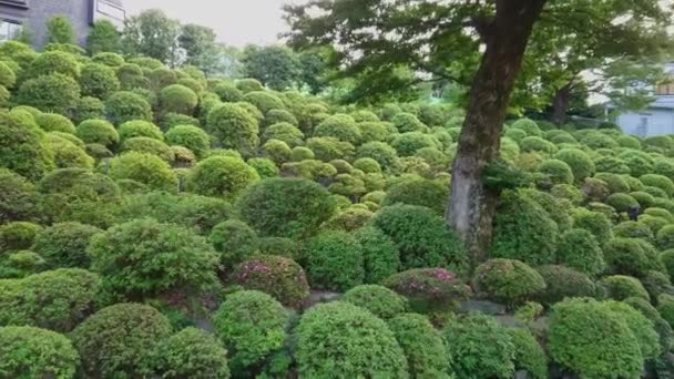 Nezu Jinja Heiligdom - de beroemde Shinto Heiligdom in Tokio Bunkyo — Stockvideo