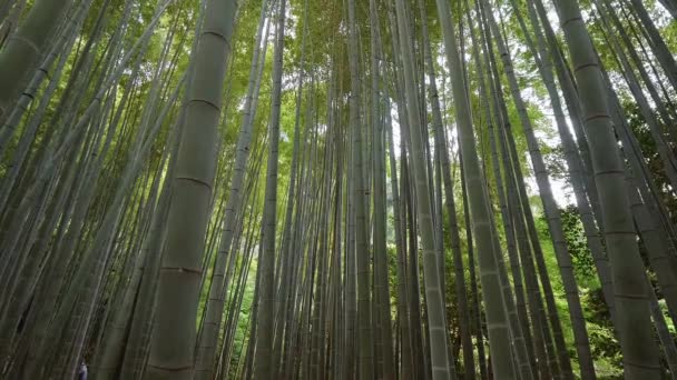 Bambus lesie w Japonii - wspaniałe miejsce do wypoczynku - Tokio, Japonia - 17 czerwca 2018 r. — Wideo stockowe