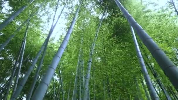 Forêt de bambous au Japon - un endroit merveilleux pour les loisirs — Video