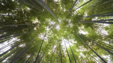 Bambu orman Japonya - eğlence için harika bir yer
