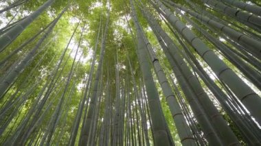 Kamakura bambu ormanında inanılmaz geniş açı bakış