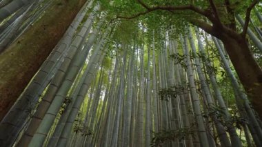 Bambu orman Japonya - eğlence için harika bir yer