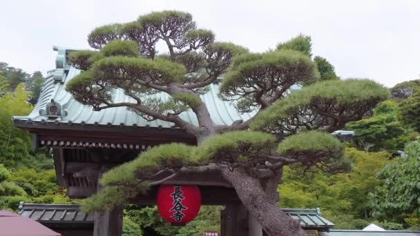 Знаменитий Hase-Dera Temple в Японії Камакура — стокове відео