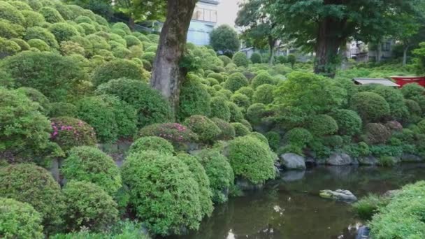Nezu Jinja svatyně - slavný Shinto svatyně v Tokyo Bunkyo — Stock video