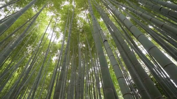 Удивительный широкий угол обзора Бамбукового леса в Камакуре — стоковое видео