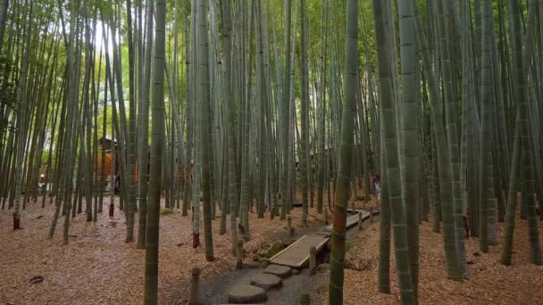 穿越日本的竹林-日本东京-2018年6月17日 — 图库视频影像