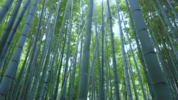 Erstaunliche Weitwinkelaufnahme des Bambuswaldes in Kamakura — Stockvideo