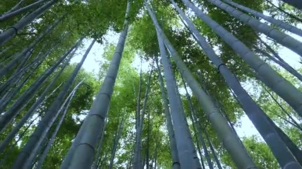 Spaziergang durch einen bambuswald in japan — Stockvideo
