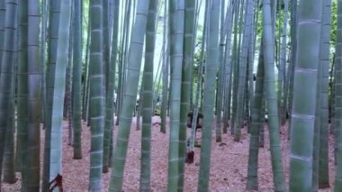 Japonya bir bambu ormanda yürürken