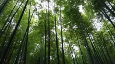 Japonya bir bambu ormanda yürürken