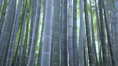 Kamakura bambu ormanında inanılmaz geniş açı bakış