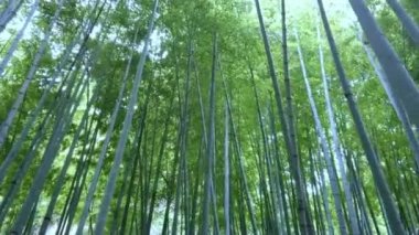 Bambu orman Japonya - eğlence için harika bir yer