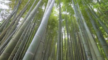 Kamakura bambu ormanında inanılmaz geniş açı bakış