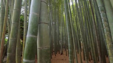 Bambu orman Japonya - eğlence için harika bir yer - Tokyo, Japonya - 17 Haziran 2018
