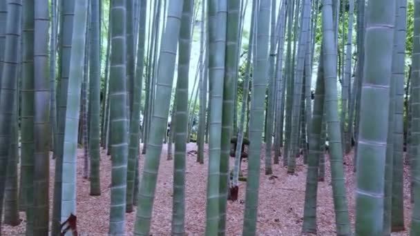 Procházky lesem bambus v Japonsku