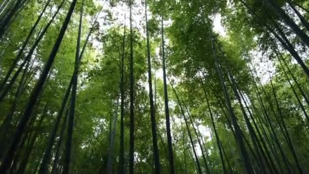 Проходячи через бамбуковий ліс в Японії — стокове відео