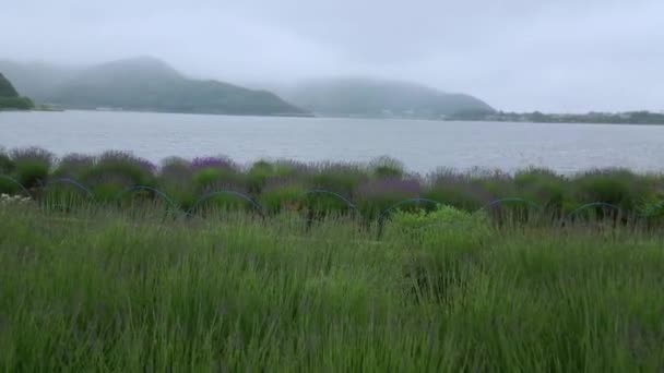 일본-유명한 Fujiyama 후지산에서 가와구치 코 호수 — 비디오