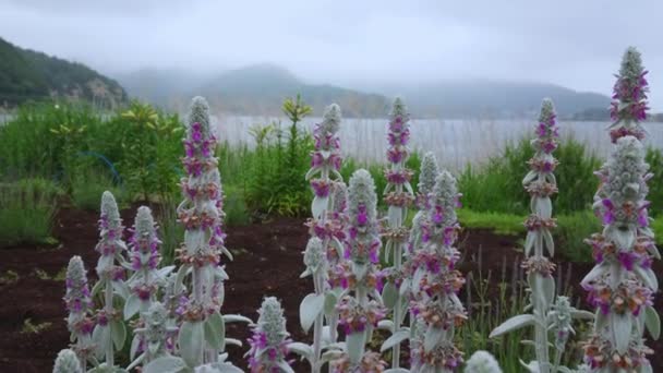 Fleurs au lac Kawaguchiko au mont Fuji au Japon — Video