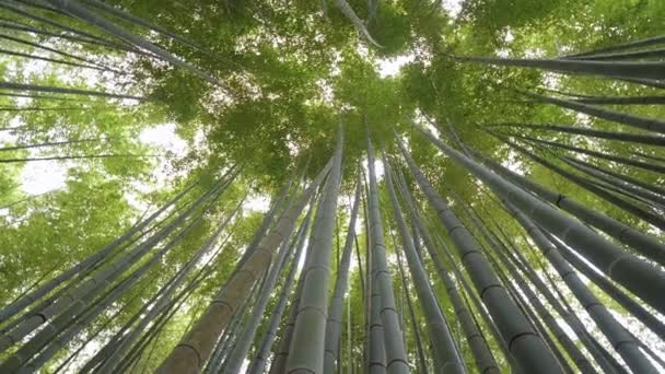 Bosque de bambú en Japón - un lugar maravilloso para la recreación — Vídeos de Stock