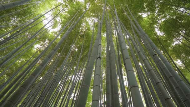 Incredibile vista ad ampio angolo della foresta di bambù a Kamakura — Video Stock